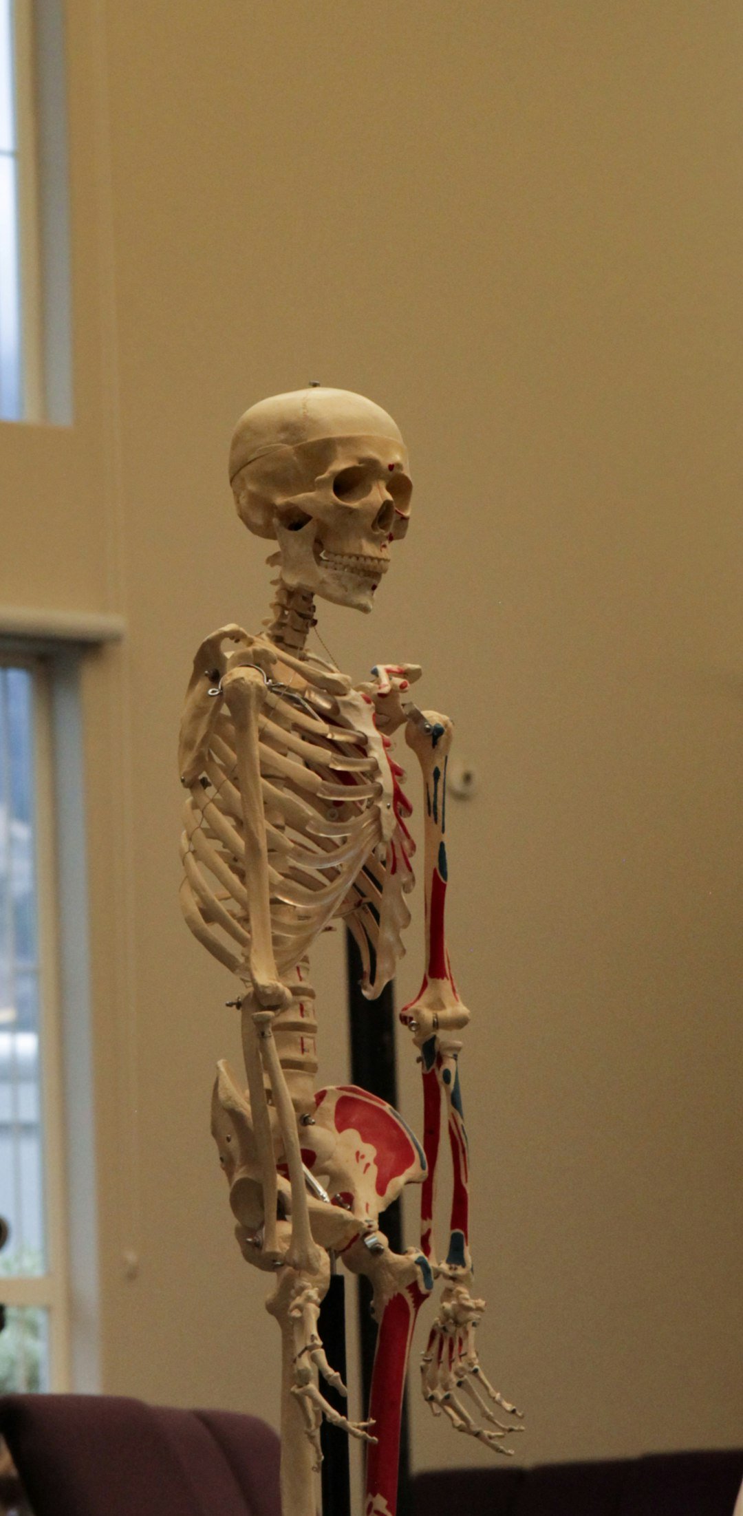 Anatomical human skeleton model showing the structure that supports the body