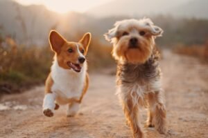 How Dogs and Pets May Support Mental Wellbeing: What the Research Says