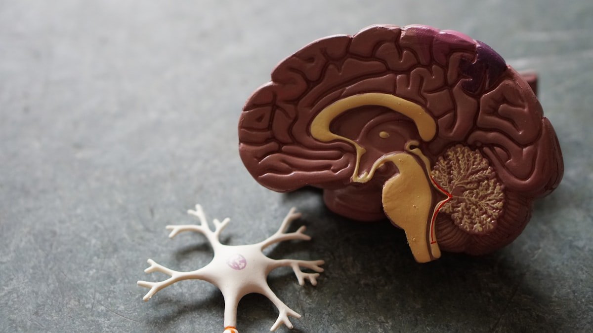 Illustration of the human brain