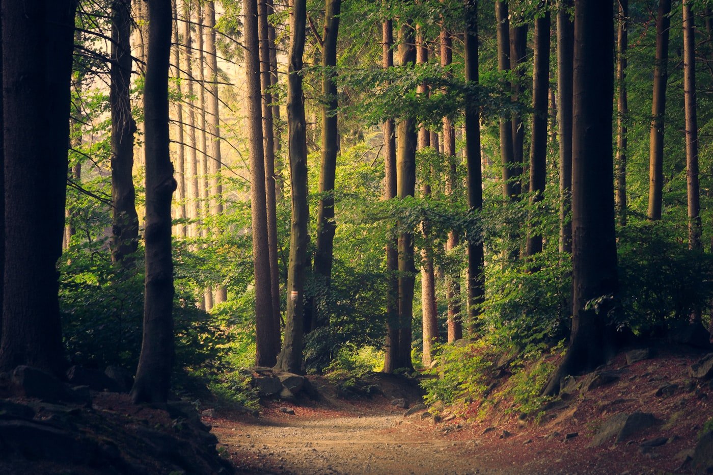 Sunlight coming through tall trees in a quiet forest