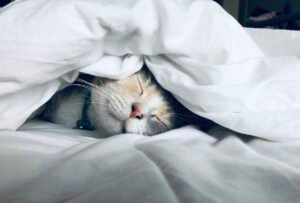 Sleep and Mental Health: How Good Rest Supports Your Mind and Wellbeing