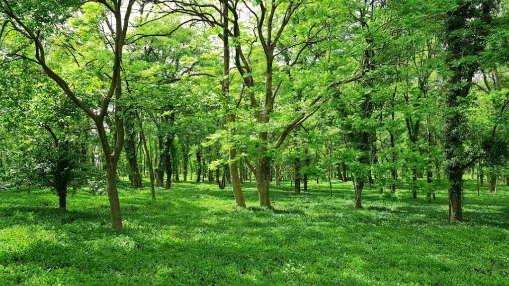 A green mountain landscape in nature