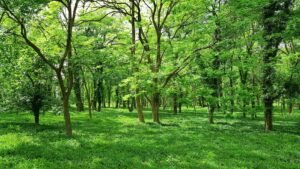Why Green Space Can Help You Feel Less Stressed