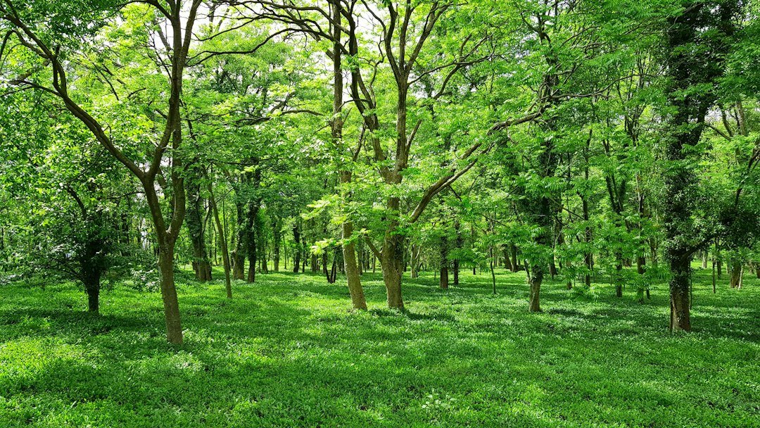 A green mountain landscape in nature
